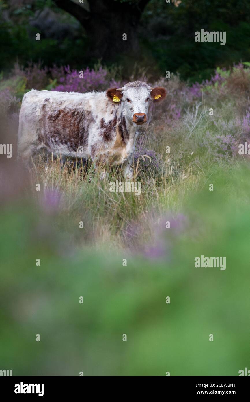 Englisch Longhorn Rinder Fütterung durch blühende Heide. Stockfoto