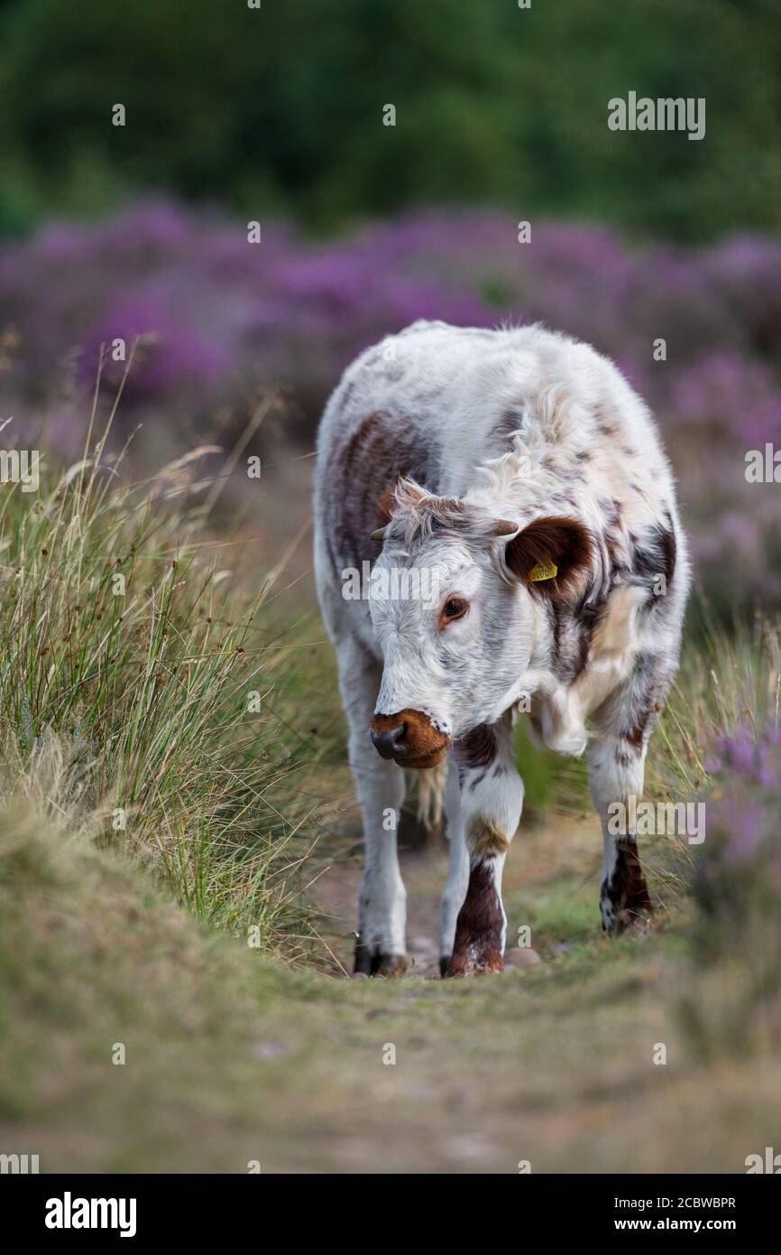 Englisch Longhorn Rinder Fütterung durch blühende Heide. Stockfoto