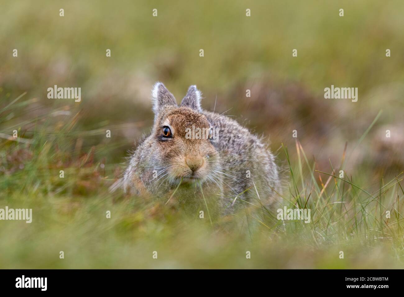 Berghase (lepus timidus) Sitzen im langen Gras auf schottischem Hügel Stockfoto