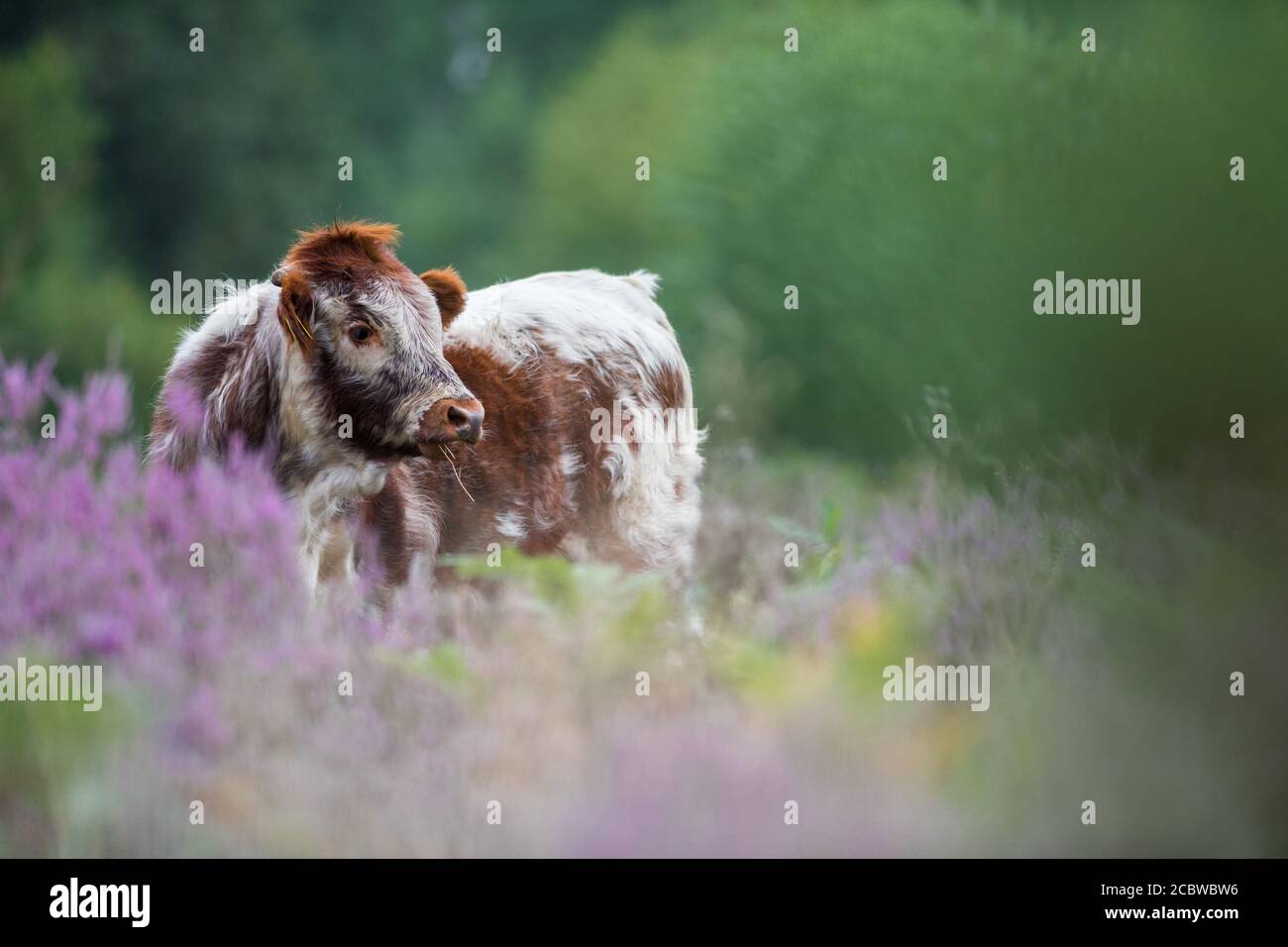 Englisch Longhorn Rinder Fütterung durch blühende Heide. Stockfoto