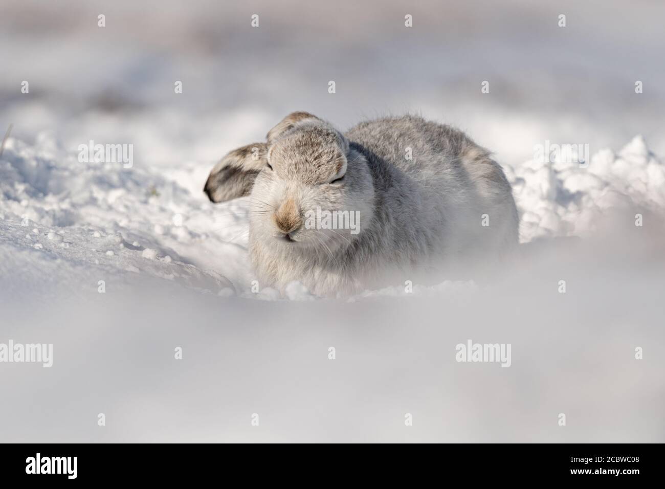 Berghase (lepus timidus) Wackelt den Kopf, während er auf einem schneebedeckten Berg sitzt Stockfoto