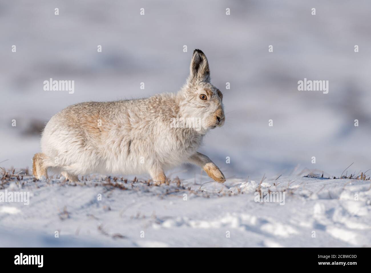 Berghase (lepus timidus), der nach rechts geht und auf den Fotografen zuschaut Stockfoto