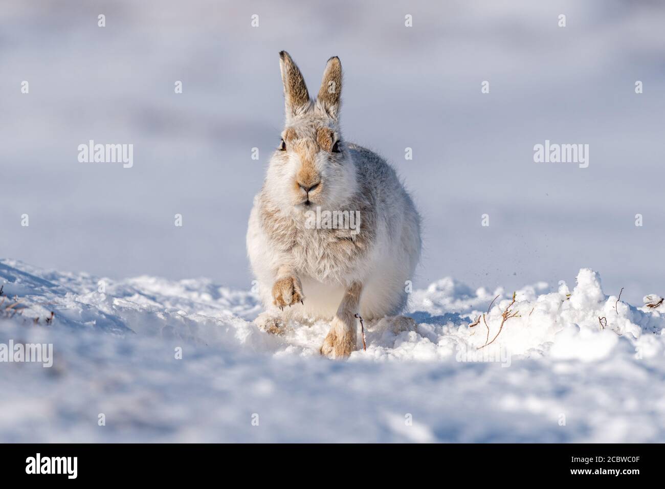 Berghase (lepus timidus) grast auf Heide und Gras Stockfoto