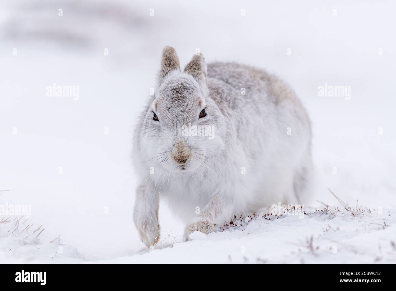 Berghase (lepus timidus) grast auf Heide und Gras Stockfoto