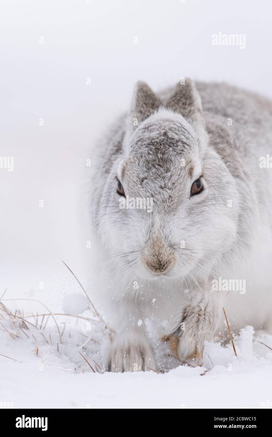 Berghase (lepus timidus) grast auf Heide und Gras Stockfoto