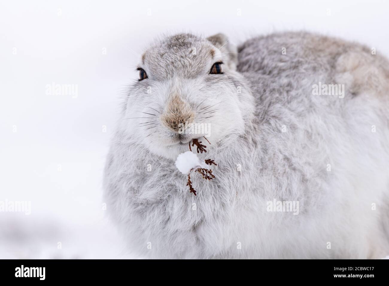 Berghase (lepus timidus) grast auf Heide und Gras Stockfoto