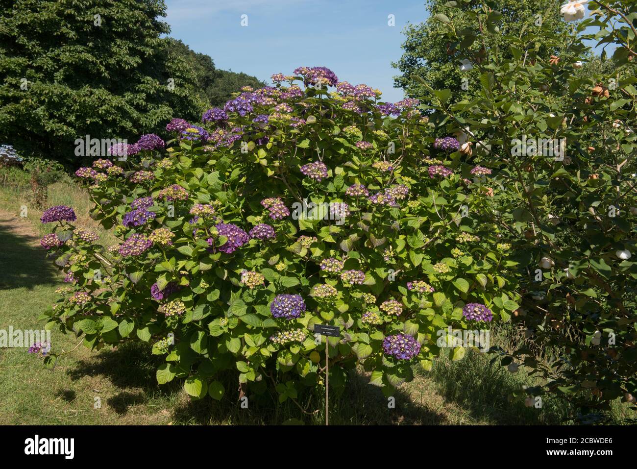 Sommer blühende Purple MOPHEAD Hydrangea macrophylla 'Altona' in einem Waldgarten in Rural Devon, England, Großbritannien Stockfoto