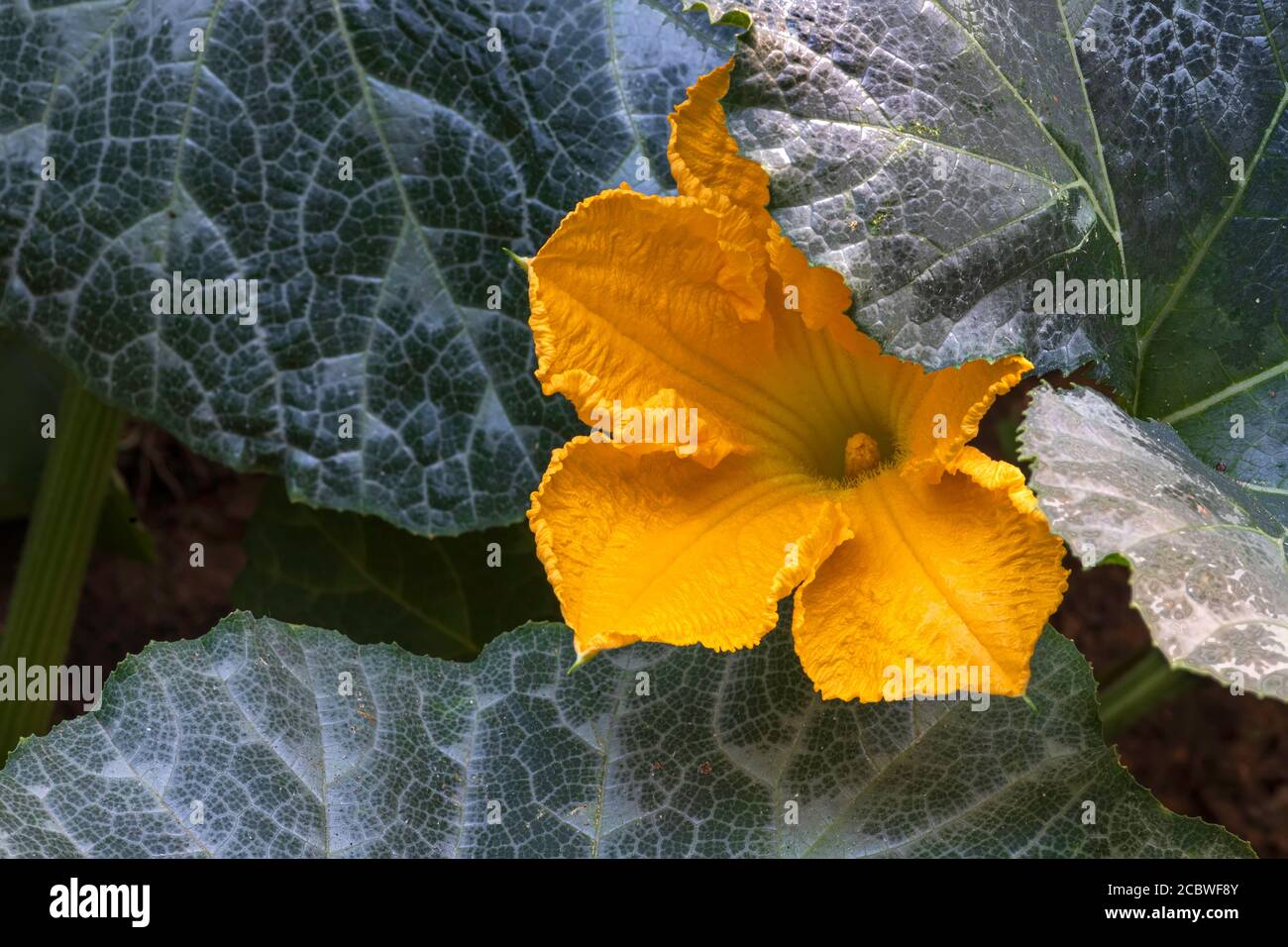 Gelbe Kürbisblüte aus der Nähe zwischen großen grünen Blättern Stockfoto