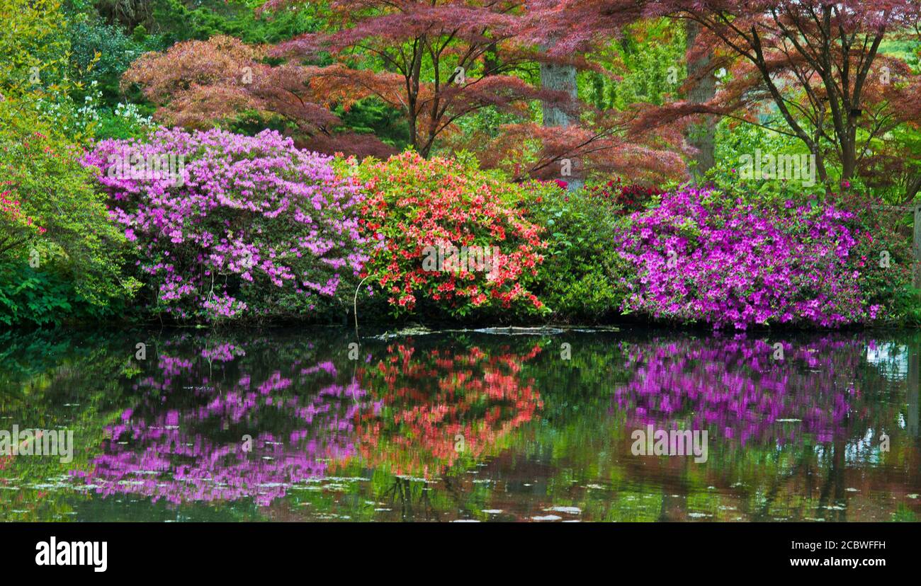 Die Rhododendren in Blüte in Exbury Gardens, Hampshire. Stockfoto