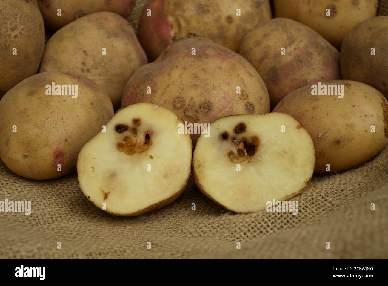 Kartoffelernte mit Schneckenschaden. Stockfoto