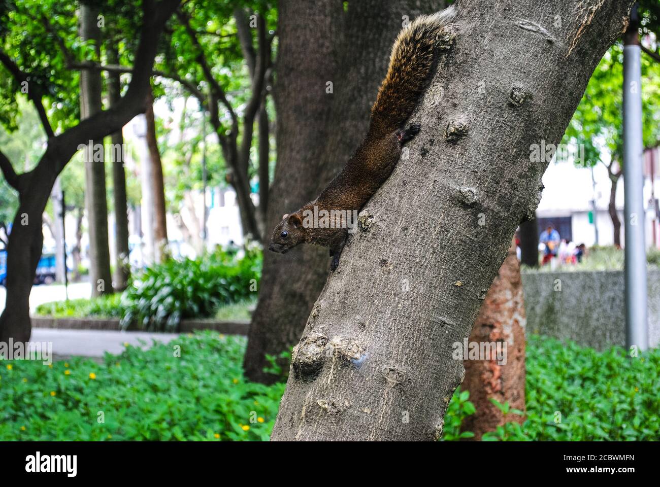 Ein Eichhörnchen im 228 Peace Park Stockfoto