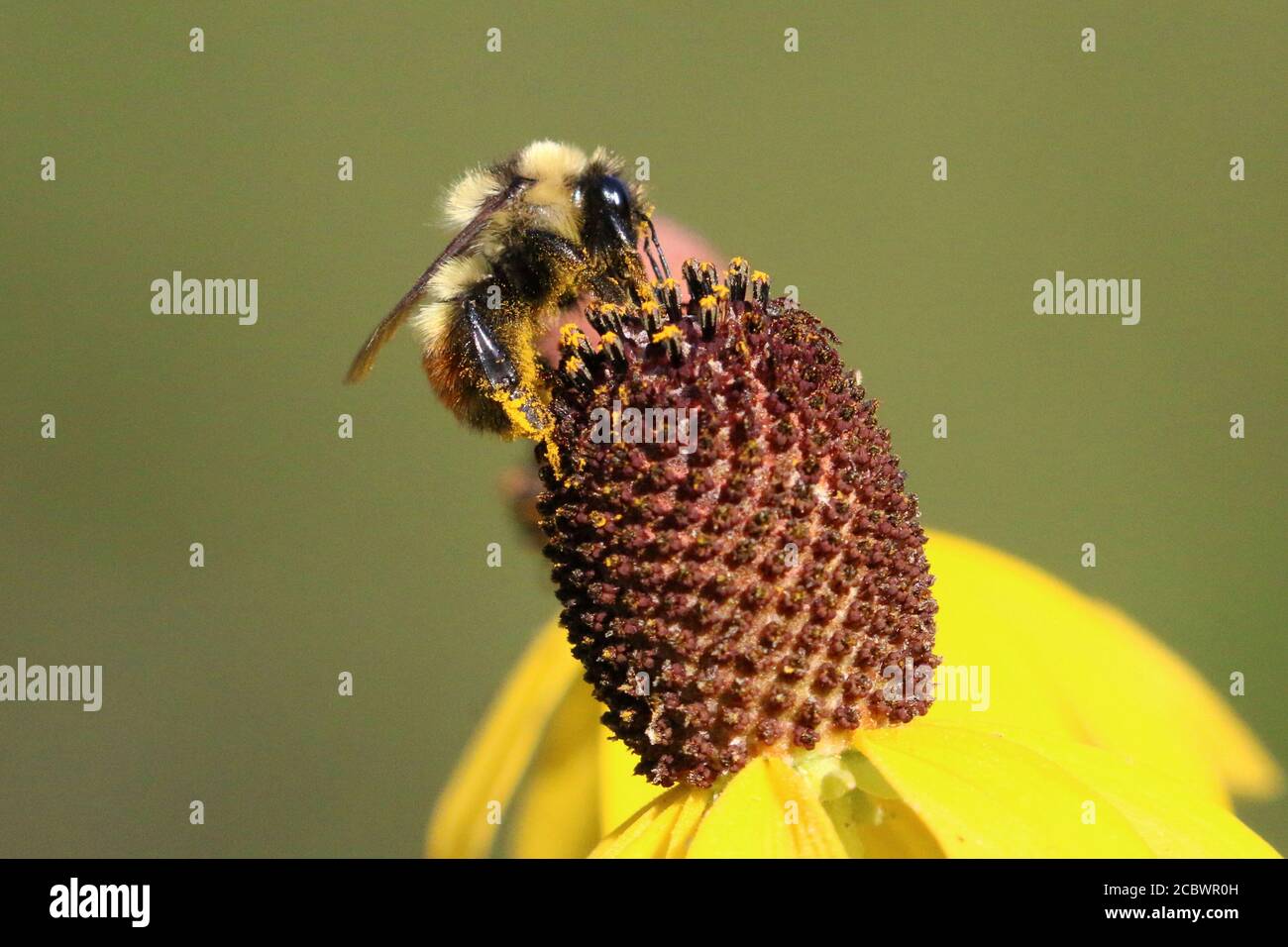 Hummeln in Blumenpflaster Stockfoto