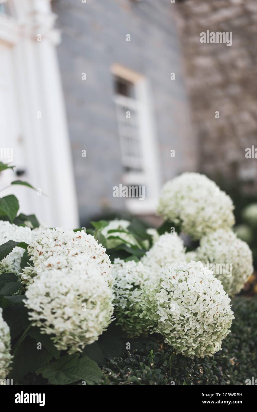 Weiße Hortensia Hortensia Blumen Stockfoto