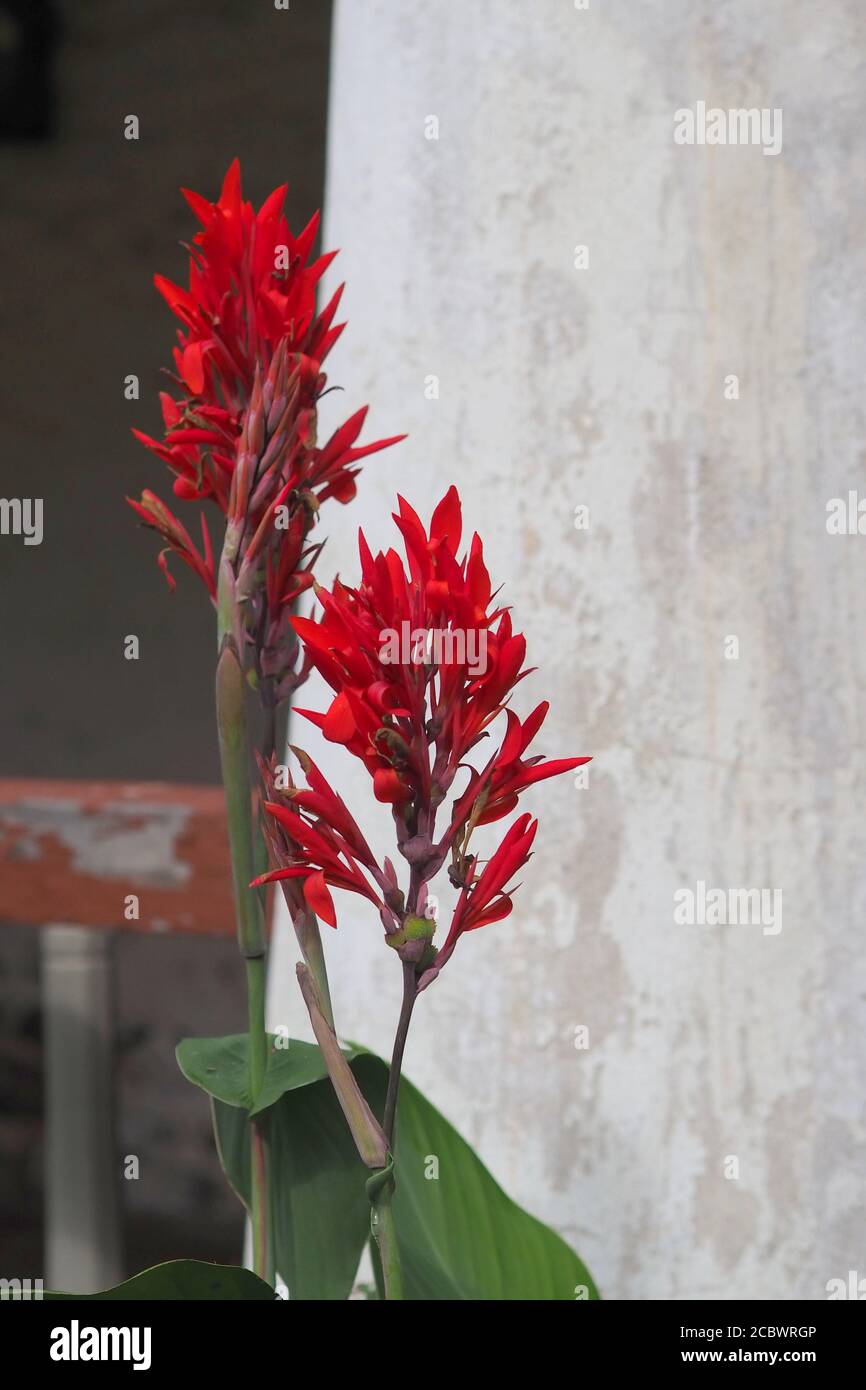 Rote Blumen vor der Wand. Stockfoto
