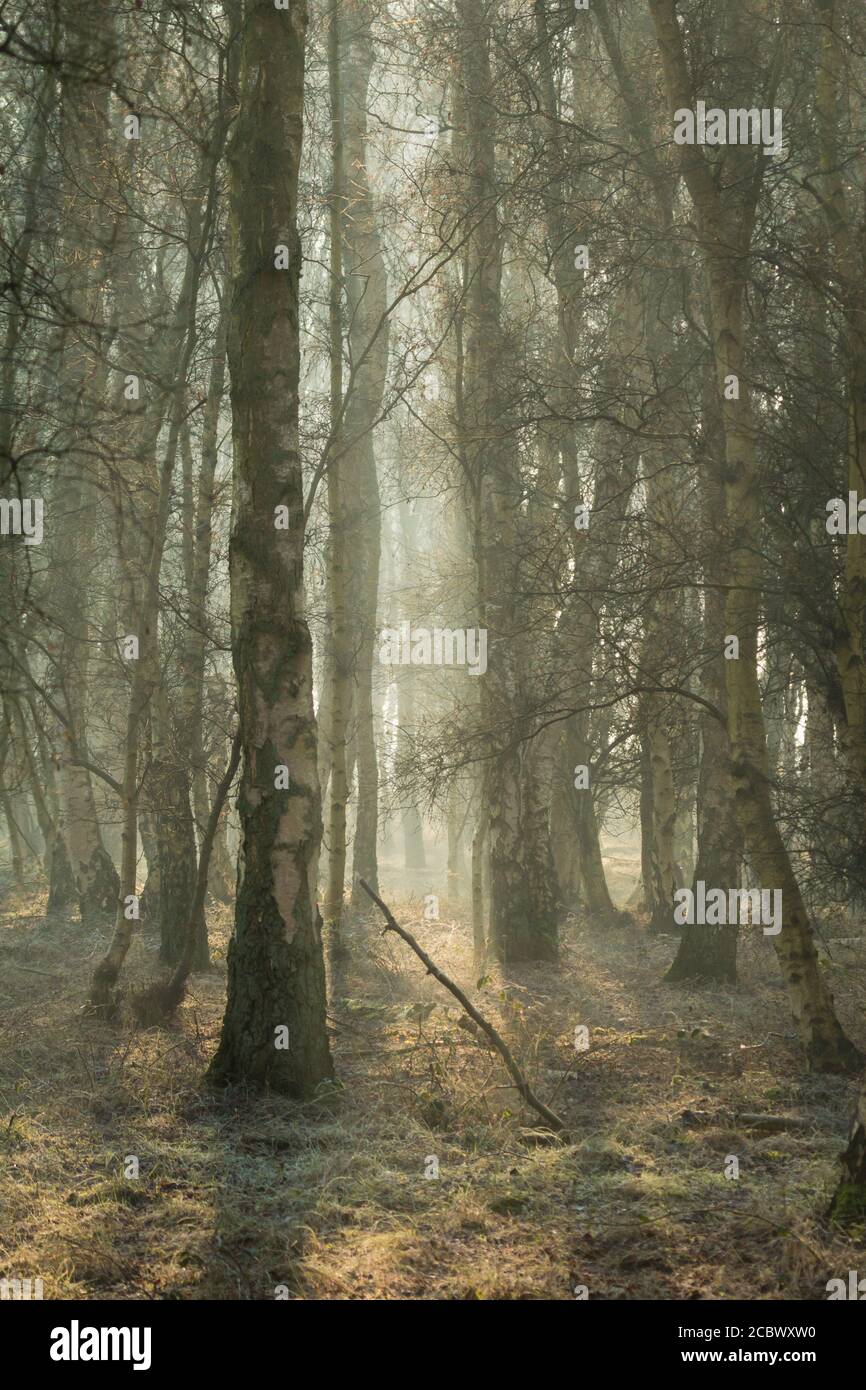 Der Nebel und die Sonne kriechen durch die Bäume zu zeigen Eine geheimnisvolle Waldlandschaft in Suffolk Stockfoto