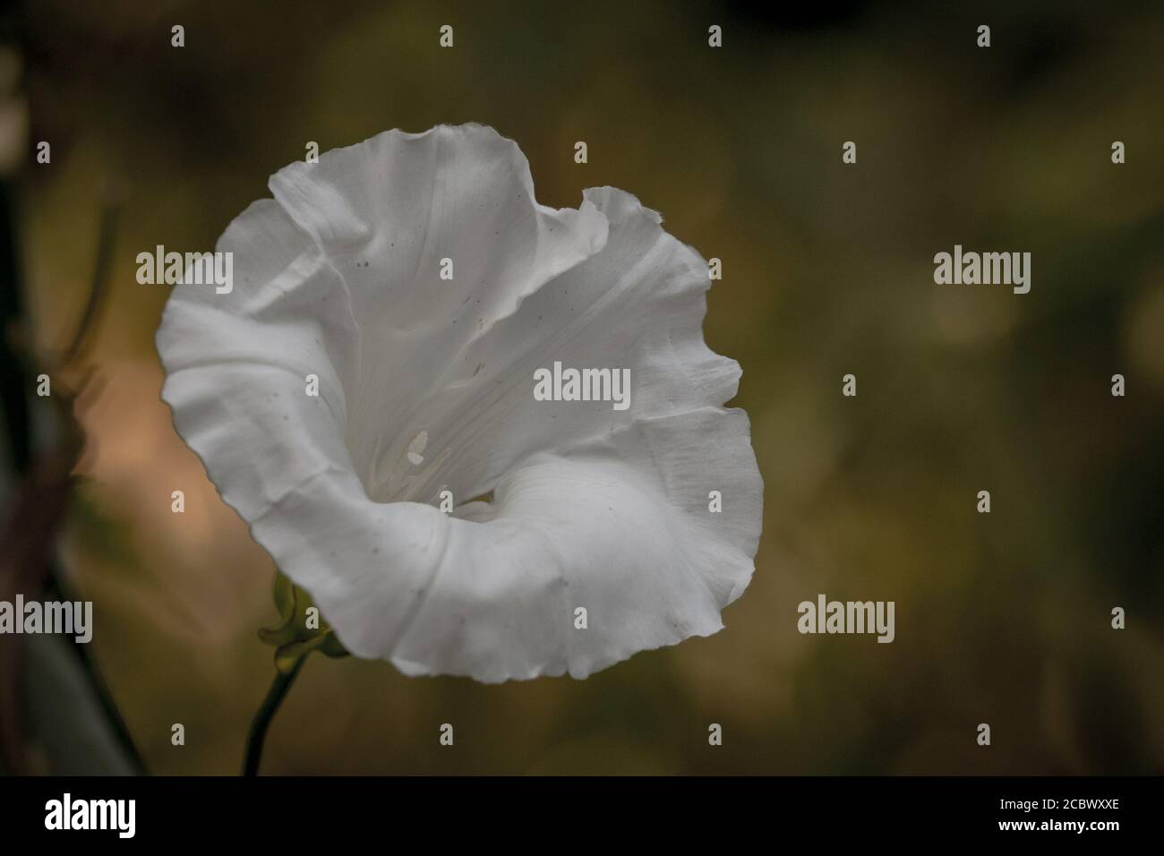 Die große weiße Blume des Heckenbindenwedes (Calystegia sepium) wächst bei Lackford Lakes, Suffolk Stockfoto