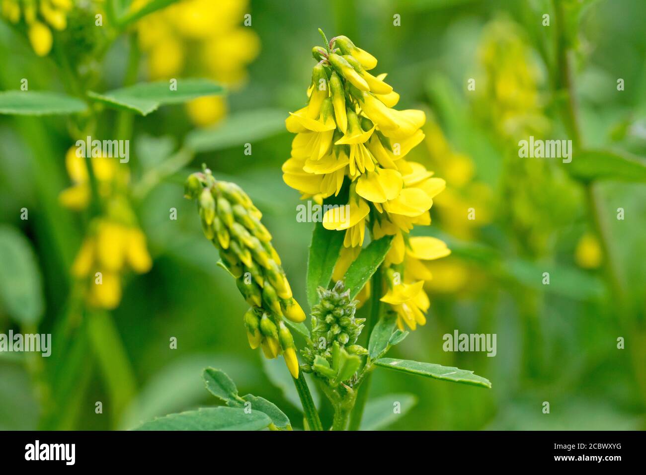 Gewöhnlicher Melilot (Melilotus officinalis), manchmal auch gerippter Melilot genannt, zeigt den Blütenkopf, während er zu blühen beginnt. Stockfoto