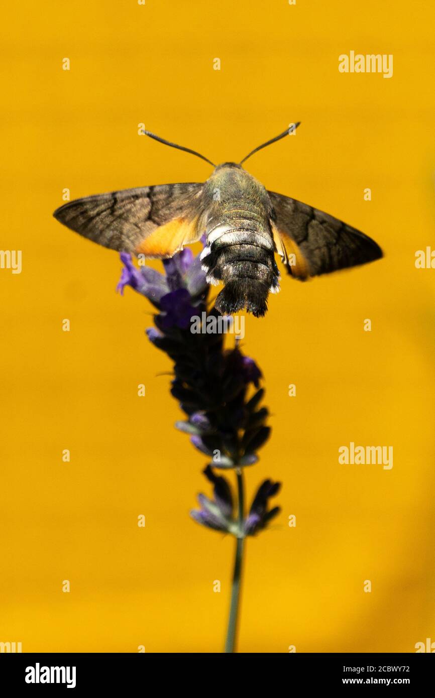 Polilla volando sobre una flor de lavanda Stockfoto