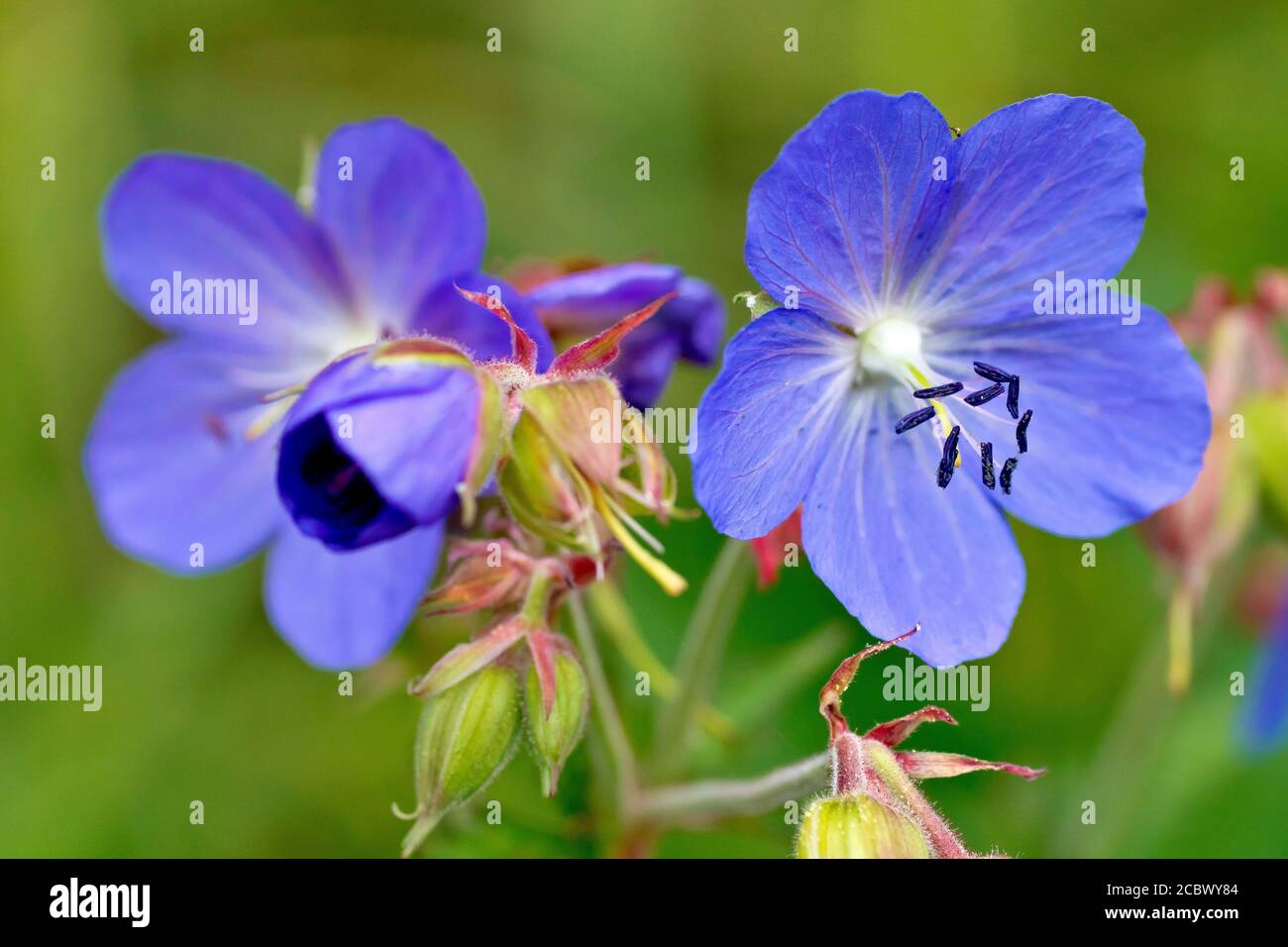 Wiese Kranichschnabel (Geranium pratense), Nahaufnahme der leuchtend blauen Blüten der Pflanze. Stockfoto