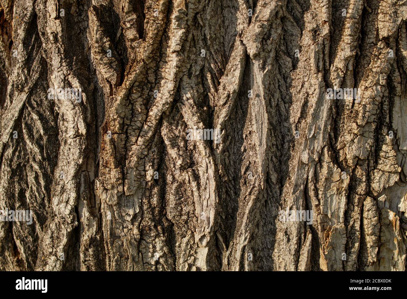 Tief rissige Rinde einer alten Pappel von grauen und braunen Schattierungen. Stockfoto