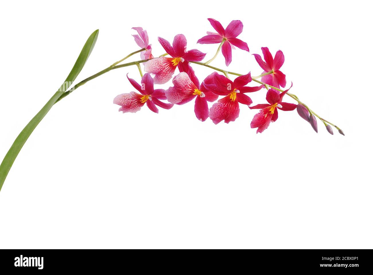 Isolierte Orchidee vor weißem Hintergrund Stockfoto