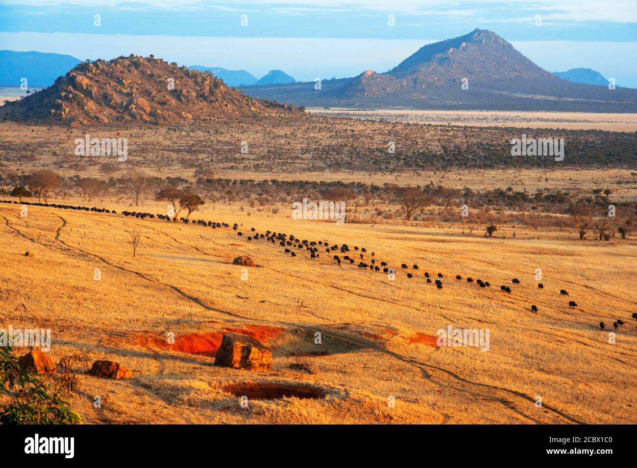 Migration eines Gruppenportraits von afrikanischen Büffeln Syncerus Caffer, Tsavo, Kenia Stockfoto