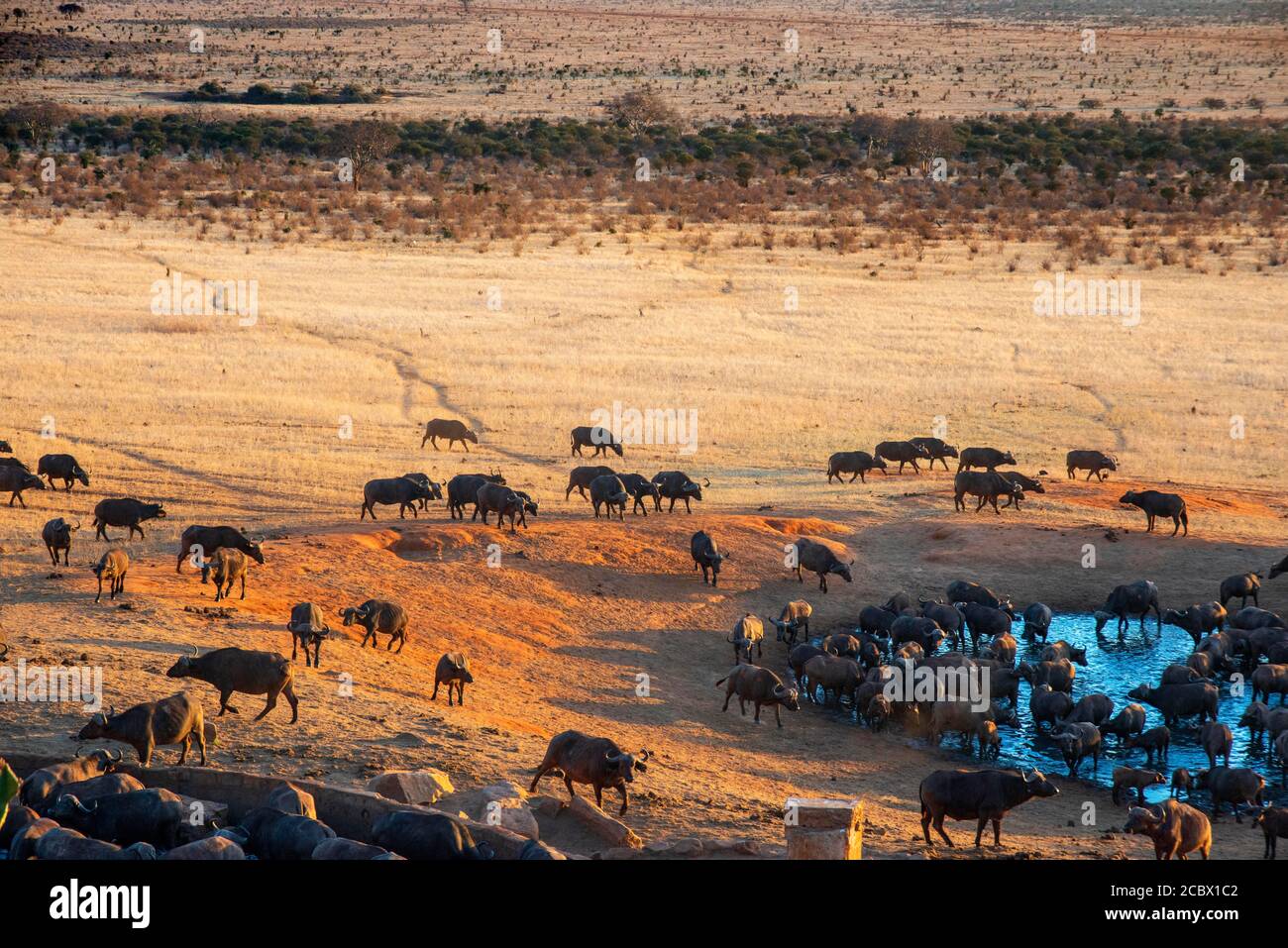 Migration eines Gruppenportraits von afrikanischen Büffeln Syncerus-Kafferherde, die vor der VOI-Lodge tranken, Luftaufnahme, Tsavo East National Park, Kenia Stockfoto