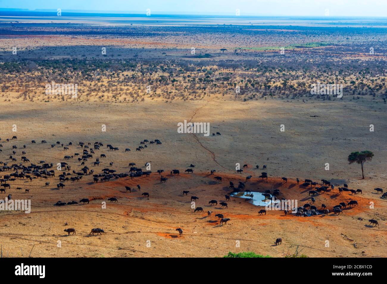 Migration eines Gruppenportraits von afrikanischen Büffeln Syncerus-Kafferherde, die vor der VOI-Lodge tranken, Luftaufnahme, Tsavo East National Park, Kenia Stockfoto