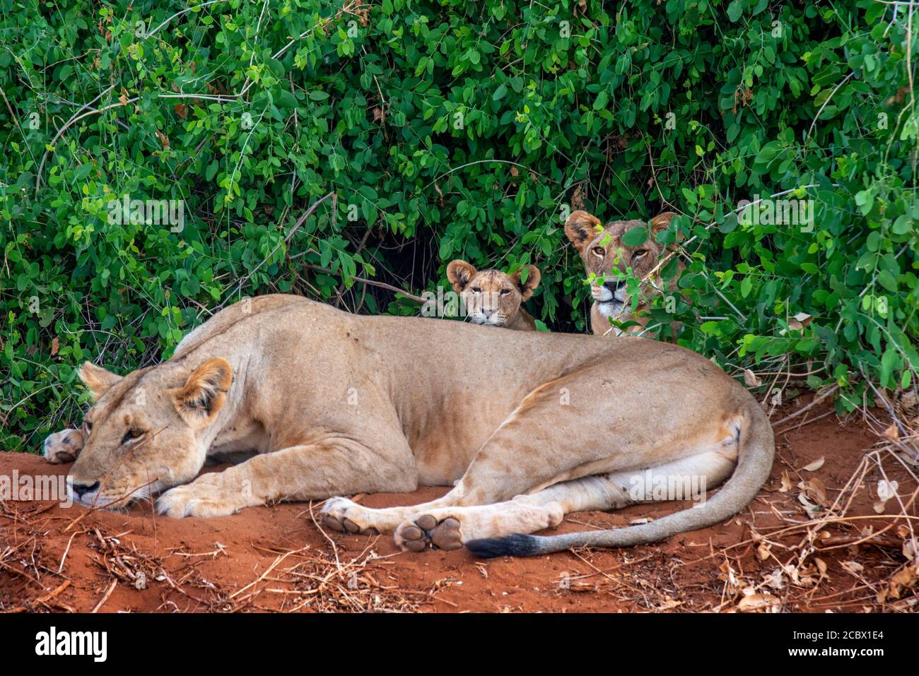 Hündin Lion oder Panthera leo mit Welpen im Tsavo Nationalpark, Kenia, Afrika Stockfoto