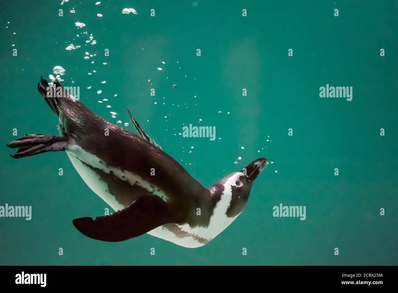 Ein isolierter Pinguin schwimmend im Wasser. Afrikanischer Pinguin. Spheniscus demersus. Kappinguin oder Südafrikanischer Pinguin. Hintergrund, Kopierbereich. Stockfoto