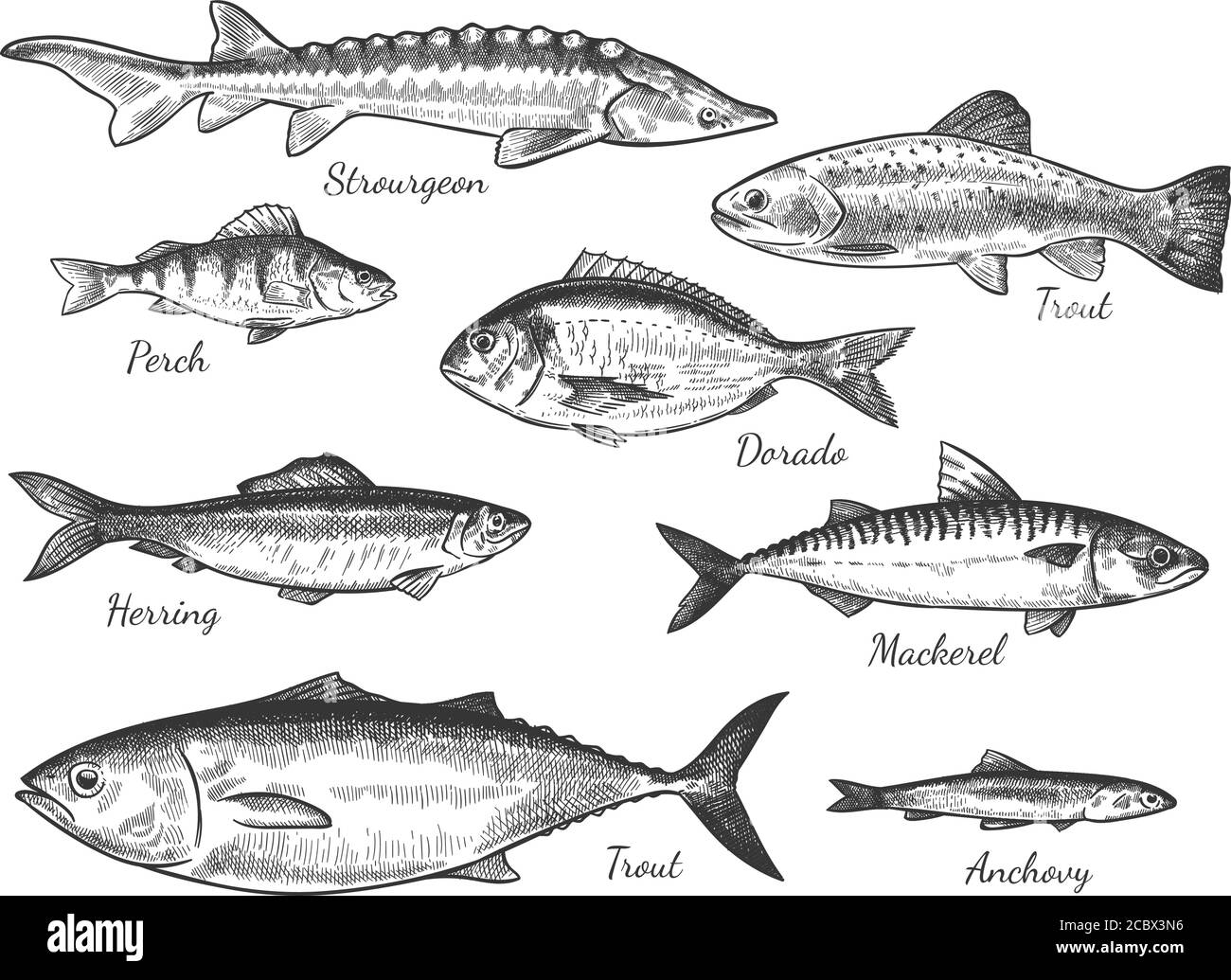 Skizzieren Sie Fische. Handgezeichnete verschiedene Fische Forelle, Karpfen, Thunfisch, Hering und Flunder, Sardellen, dorado, frisches Meer Delikatessen Vektor-Set Stock Vektor