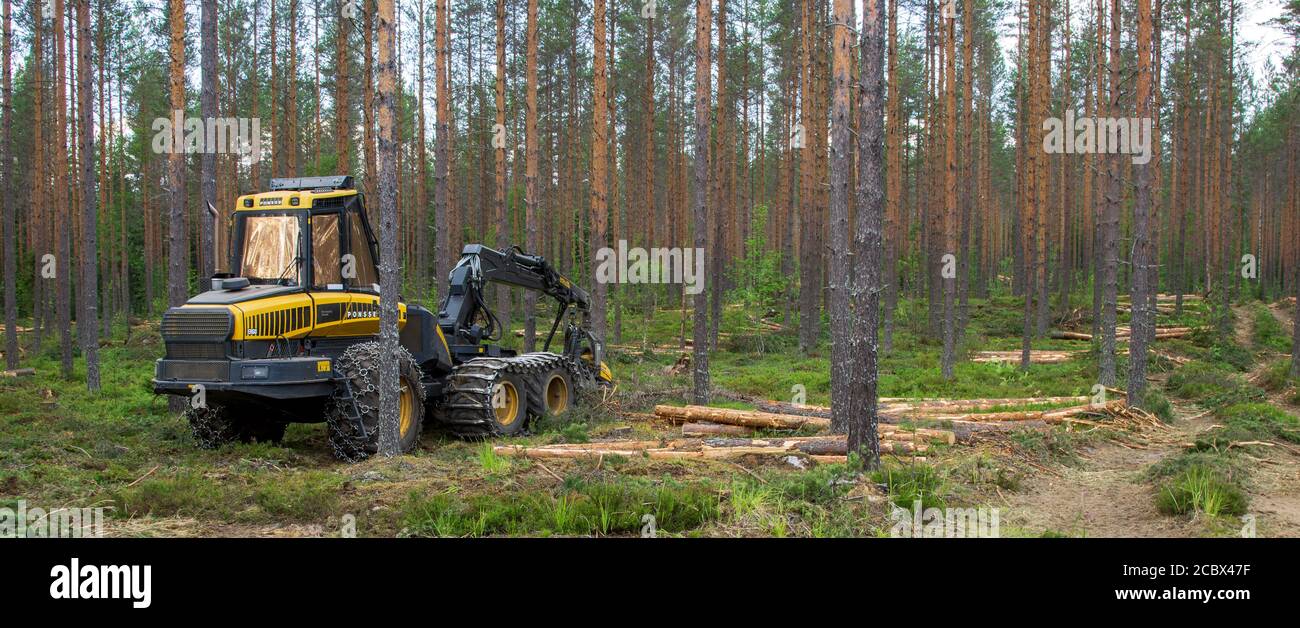 Gestoppt Ponsse Ergo Waldernter in der Mitte der verdünnten europäischen Kiefer Taiga Wald ( pinus sylvestris ) im Sommer , Finnland Stockfoto