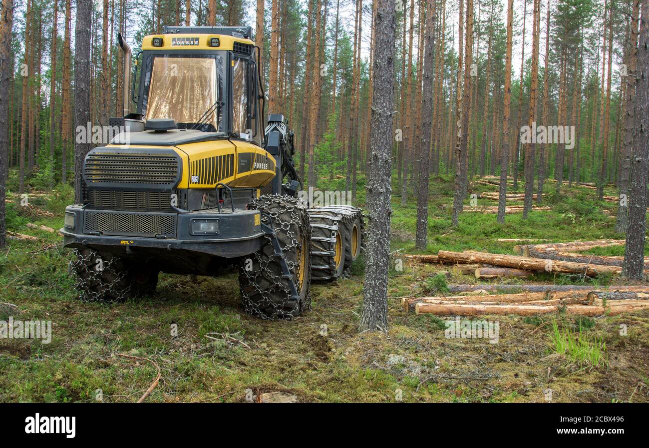 Gestoppt Ponsse Ergo Waldernter in der Mitte der verdünnten europäischen Kiefer Taiga Wald ( pinus sylvestris ) im Sommer , Finnland Stockfoto