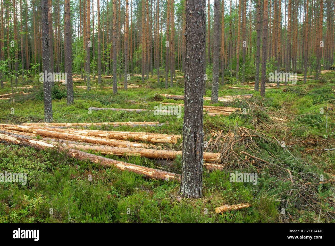 Verdünnter europäischer Pinie-Taiga-Wald ( pinus sylvestris ) und Baumstämme, die im Sommer in Finnland am Boden liegen Stockfoto