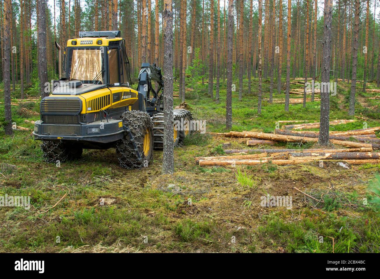 Gestoppt Ponsse Ergo Waldernter in der Mitte der verdünnten europäischen Kiefer Taiga Wald ( pinus sylvestris ) im Sommer , Finnland Stockfoto