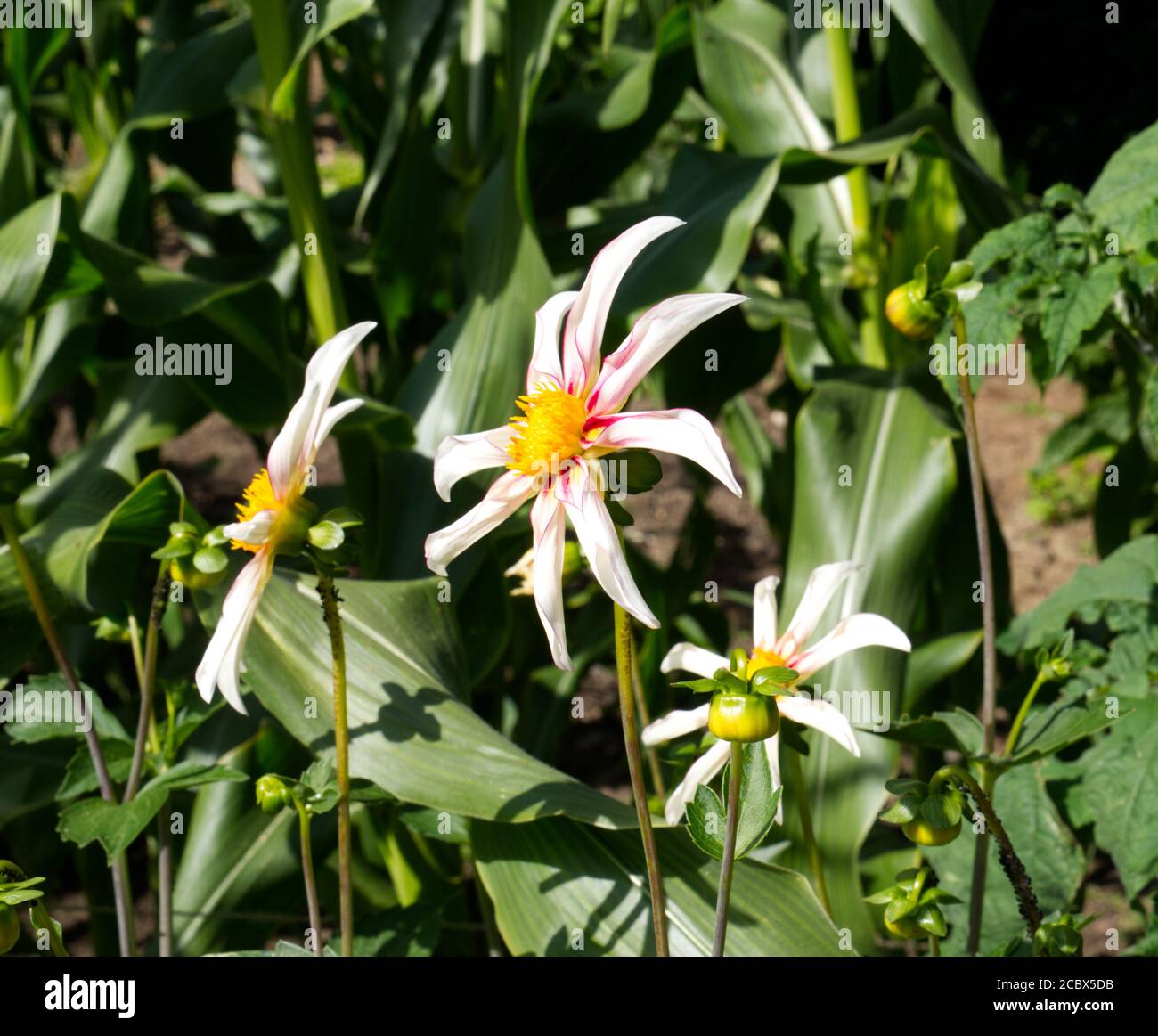 Gefiederte Dahlie. Weiße Dahlie. Garten Dahlia. Reveley Lodge Trust Gardens, Hertfordshire, Großbritannien. Öffentliche Gärten und Haus von historischem Interesse. Stockfoto