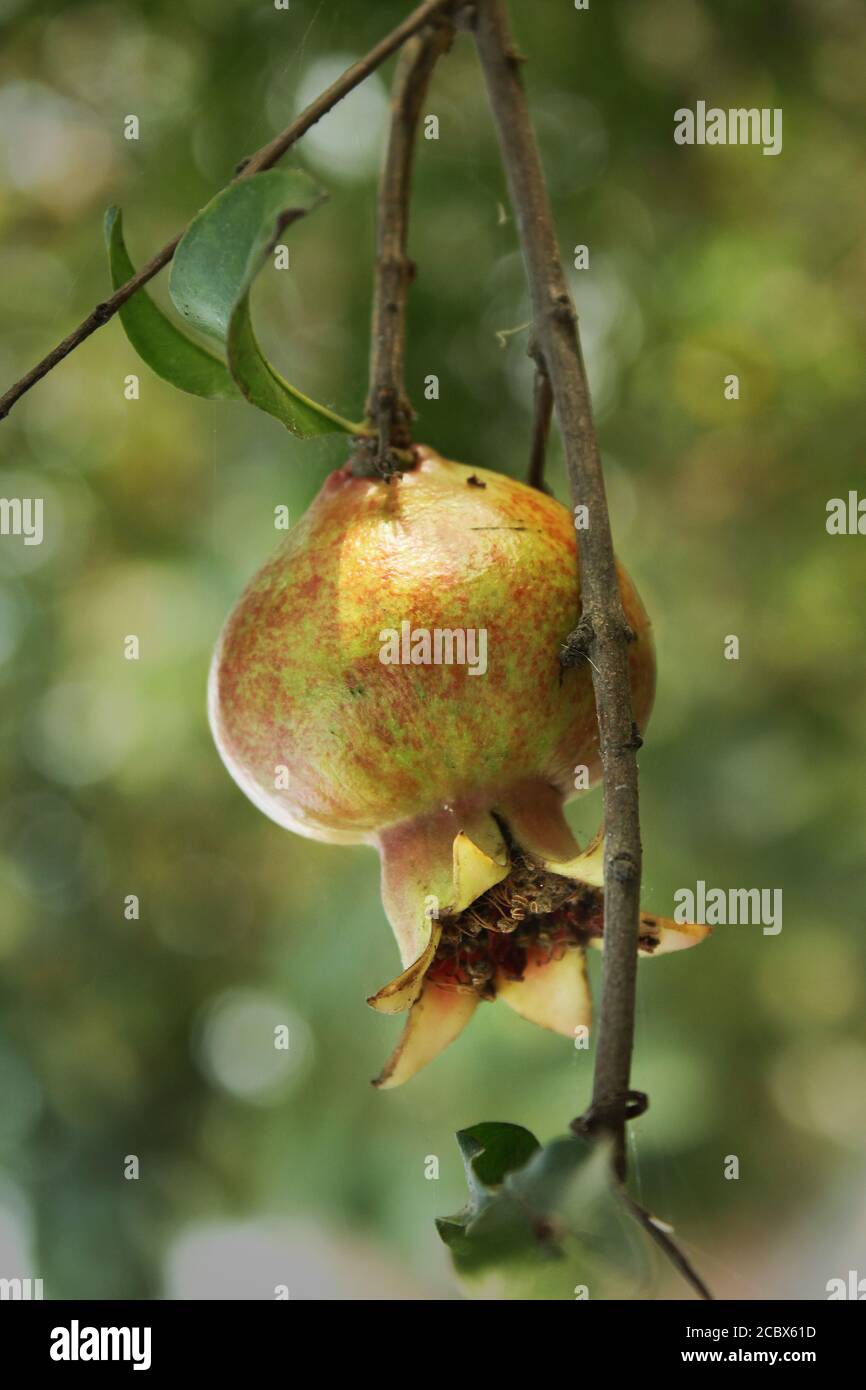 Granatapfel wächst auf einem Baum in Khulna, Bangladesch. Stockfoto