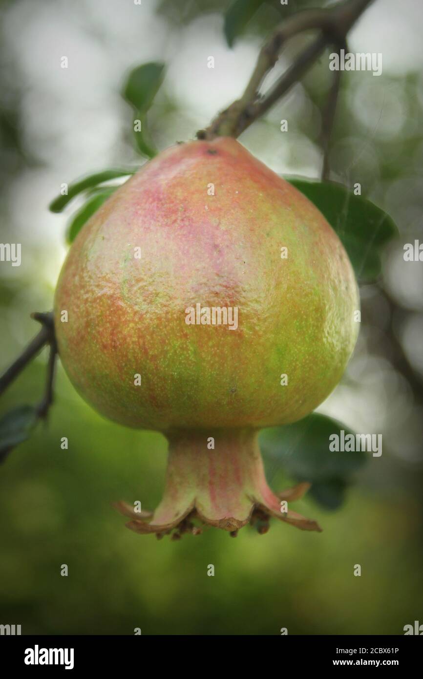 Granatapfel wächst auf einem Baum in Khulna, Bangladesch. Stockfoto