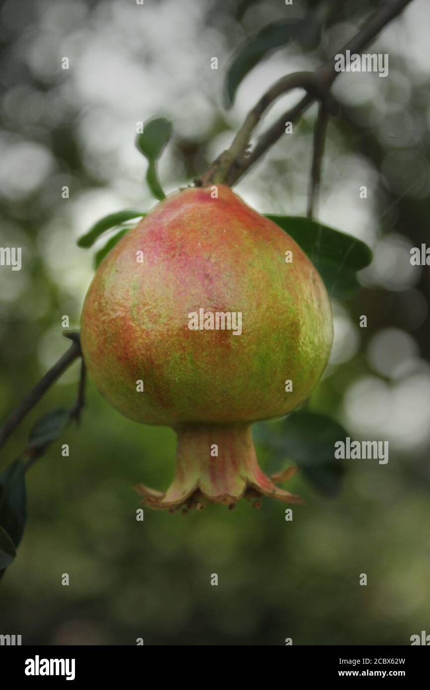 Granatapfel wächst auf einem Baum in Khulna, Bangladesch. Stockfoto