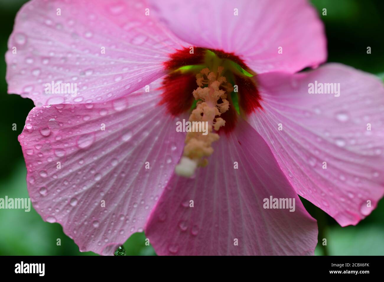 Blume von Minerva Rose von Sharon gemeiner Hibiskus rosa althea Wasser tropft nach einem Regen Stockfoto