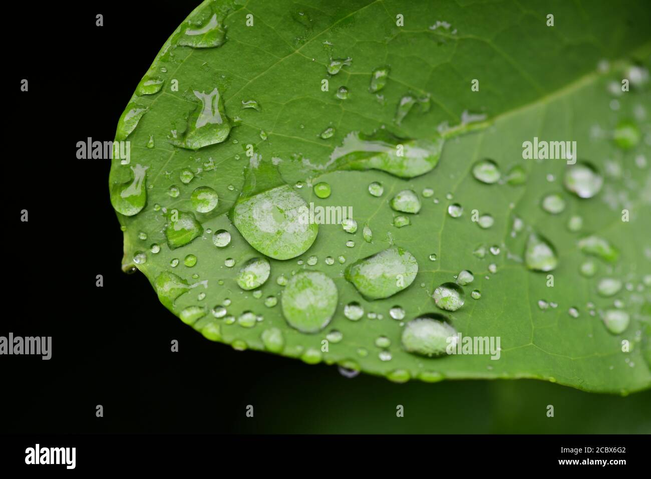 Pflanzen Natur Naturwissenschaft hydrophobe Wirkung von Wassertröpfchen auf Eine Pflanze Blatt Sicke Stockfoto