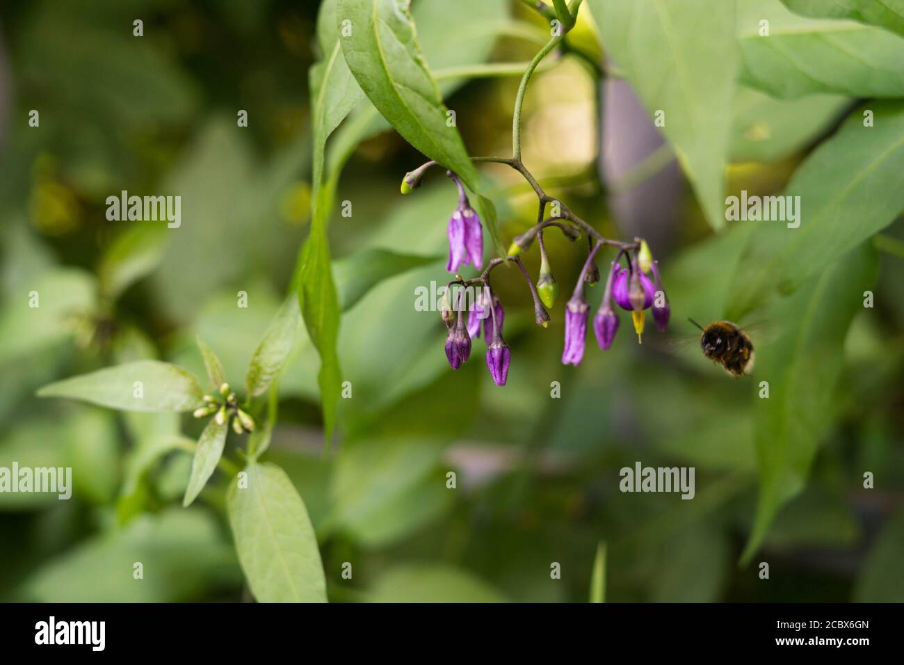 Eine Nahaufnahme einer Hummel, die zu den Blüten des Nachtschattens Solanum dulcamara fliegt. Natürlicher grüner Hintergrund. Stockfoto