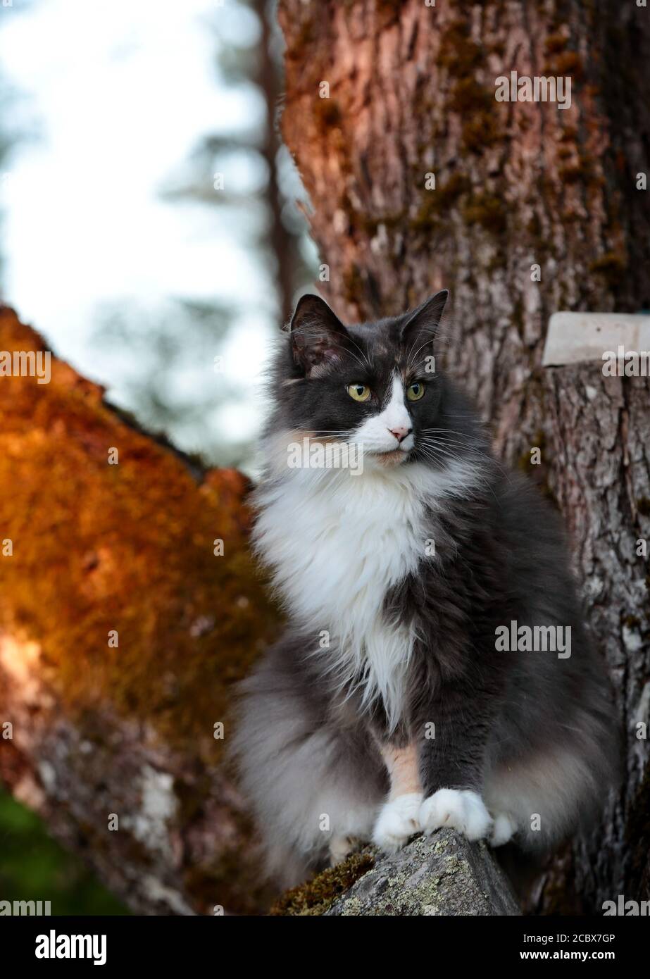 Hübsche norwegische Waldkatze, die vor einem Ahorn sitzt Baumstamm Stockfoto