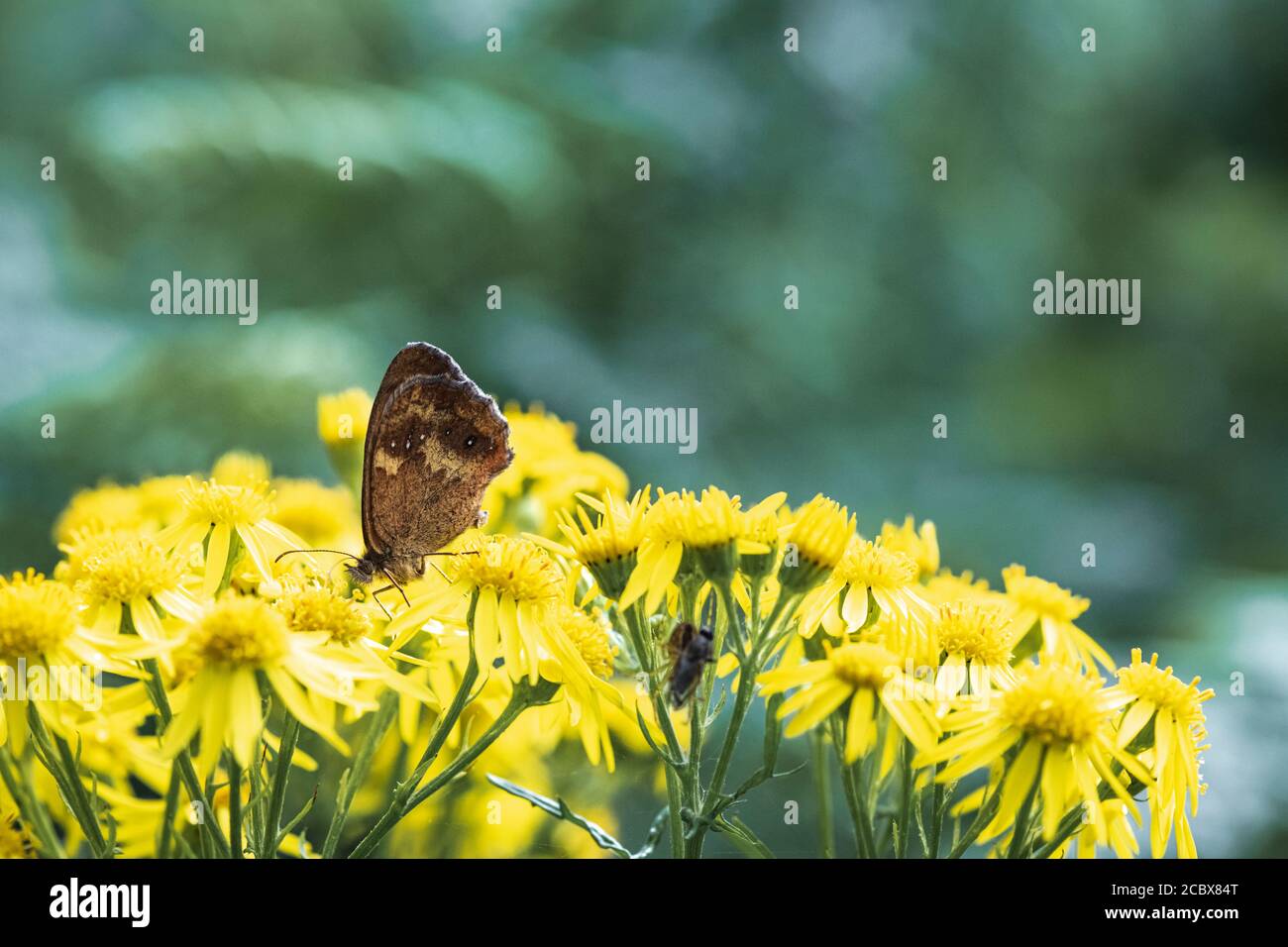 Der Pförtner-Schmetterling, Pyronia tithonus, saß auf Ragwort, jacobaea vulgaris, im Sommersonnenschein, Peak District, Derbyshire, England. 10. August 2020 Stockfoto