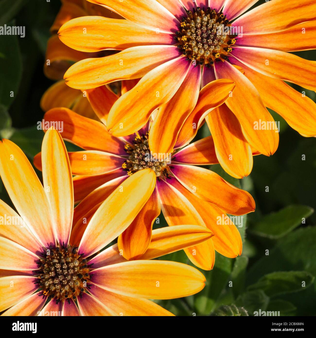 Ein Sommergarten-Makrobild einer afrikanischen Gänseblümchen, Osteospermum purpurne Sonne, auch bekannt als Gänseblümchen, Lancashire, England. 12. August 2020 Stockfoto