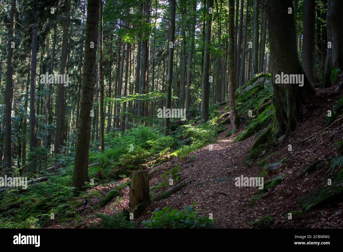 Wald in Südböhmen, Wandern in der Nähe von Hojna Voda auf den Berg Vysoka, Tschechische Republik Stockfoto