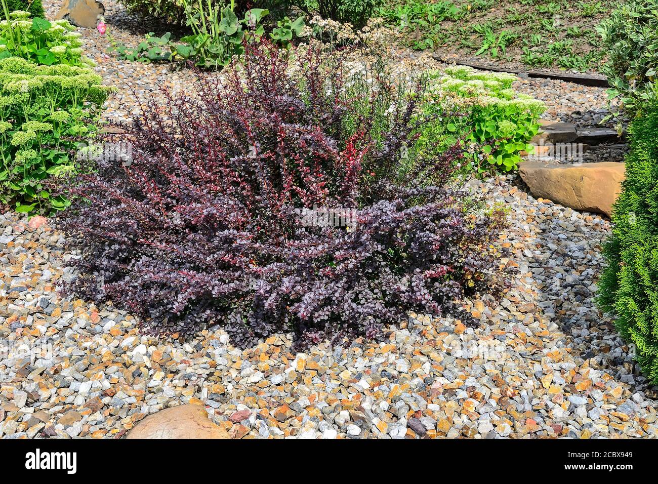 Es Bush von Berberis thunbergii atropurpurea, Atropurpurea Nana - dekorative Pflanze für Garten- und Landschaftsgestaltung mit lila und rote Blätter und Stockfoto