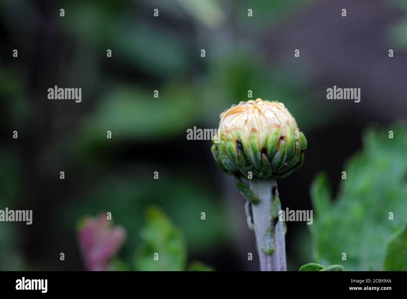 Strohblume auch als Golden Everlasting bekannt Stockfoto