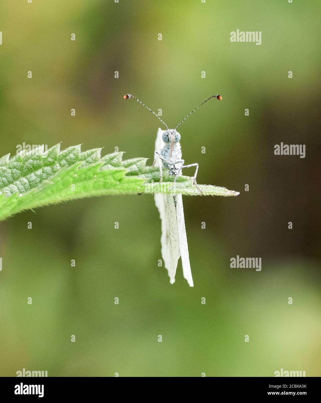 Wood White Leptidea sinapis Weibchen der zweiten Brut bei Haugh Woods Herefordshire UK zeigt gebogene „Lenker“-Antennen Stockfoto
