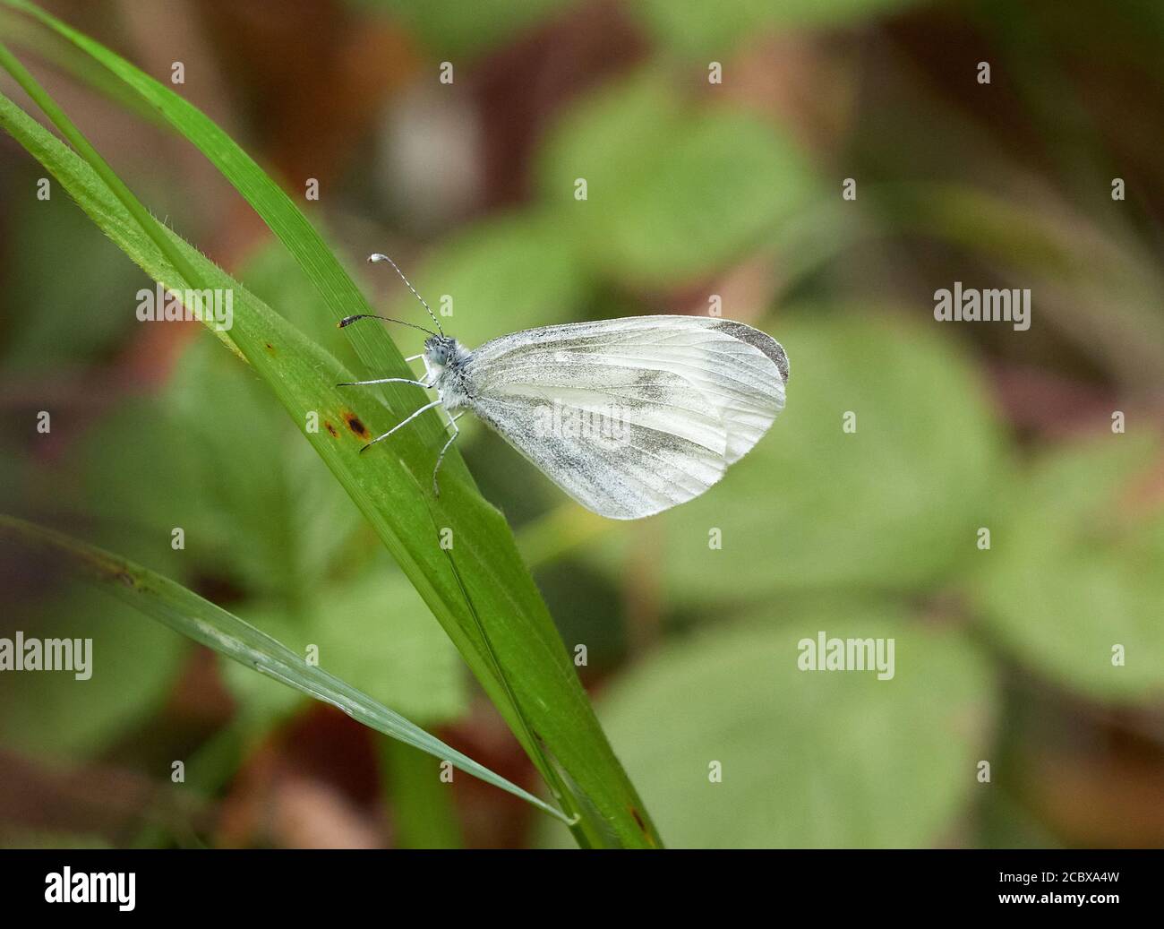 Wood White Leptidea sinapis Männchen der zweiten Brut bei Haugh Woods Herefordshire UK zeigt gebogene „Lenker“-Antennen Stockfoto